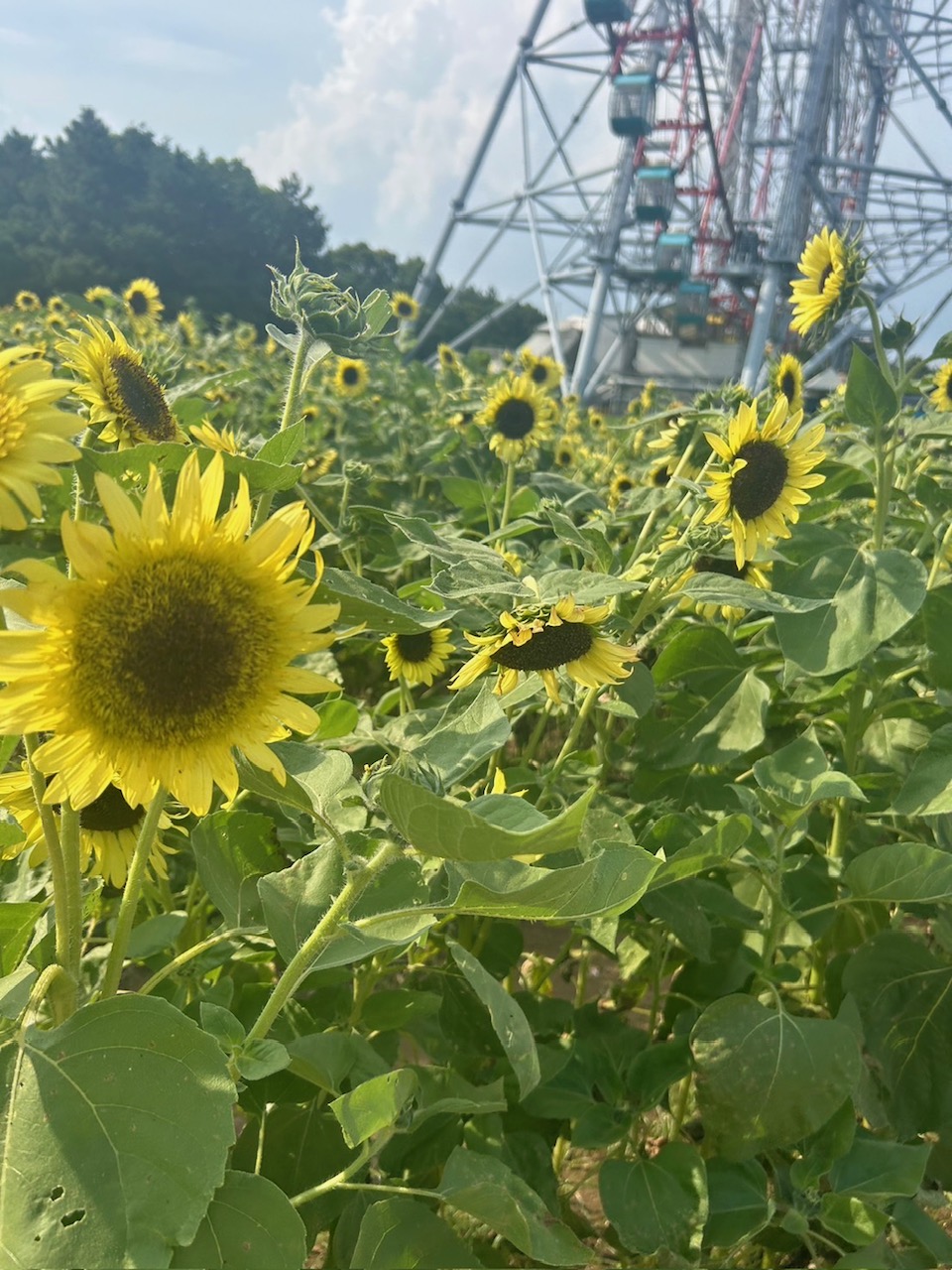 癒しのひまわり畑 - 株式会社カツキ